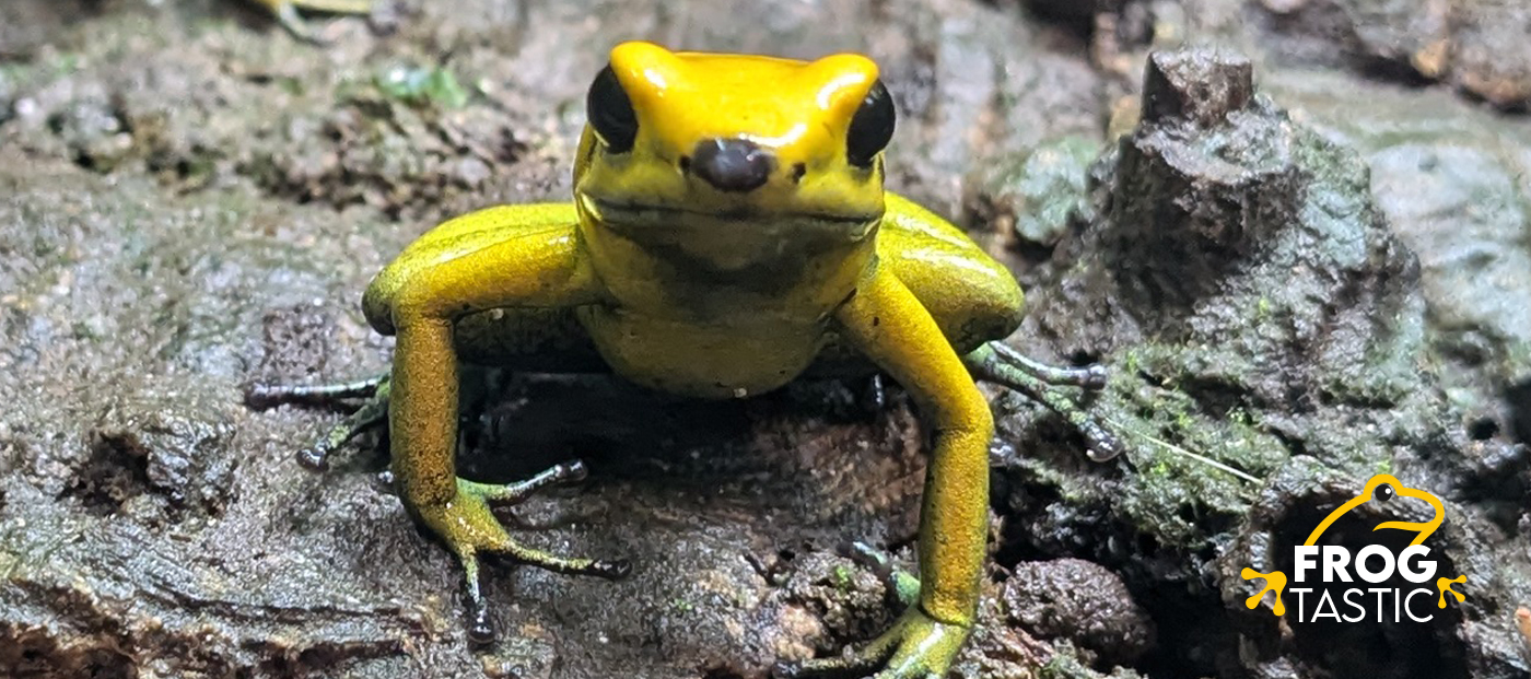 Yellow Phyllobates bicolor dart frog with a dark abrasion on the tip of its nose