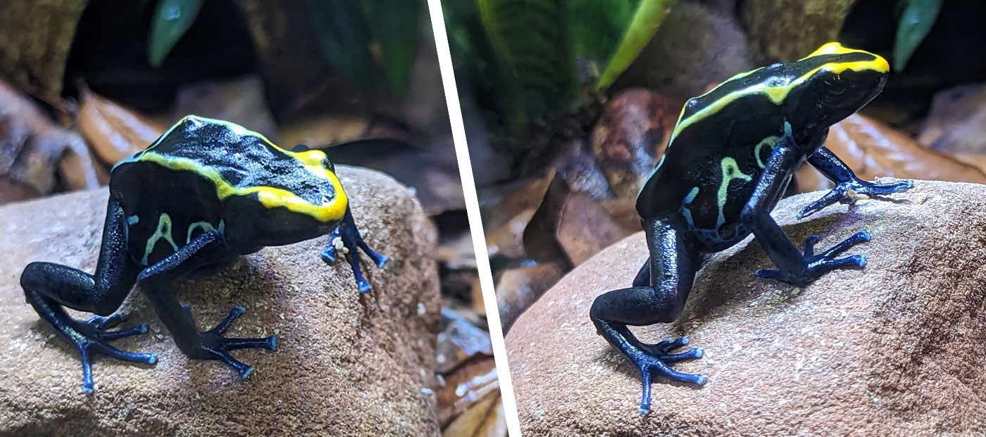 Dendrobates tinctorius Cobalt dart frog shown from two angles