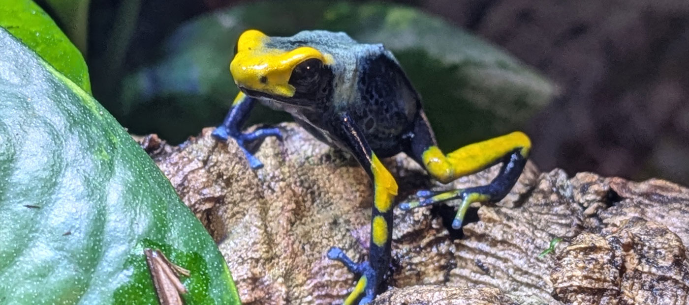 Dendrobates tinctorius Tumucumaque Peacock dart frog on cork bark
