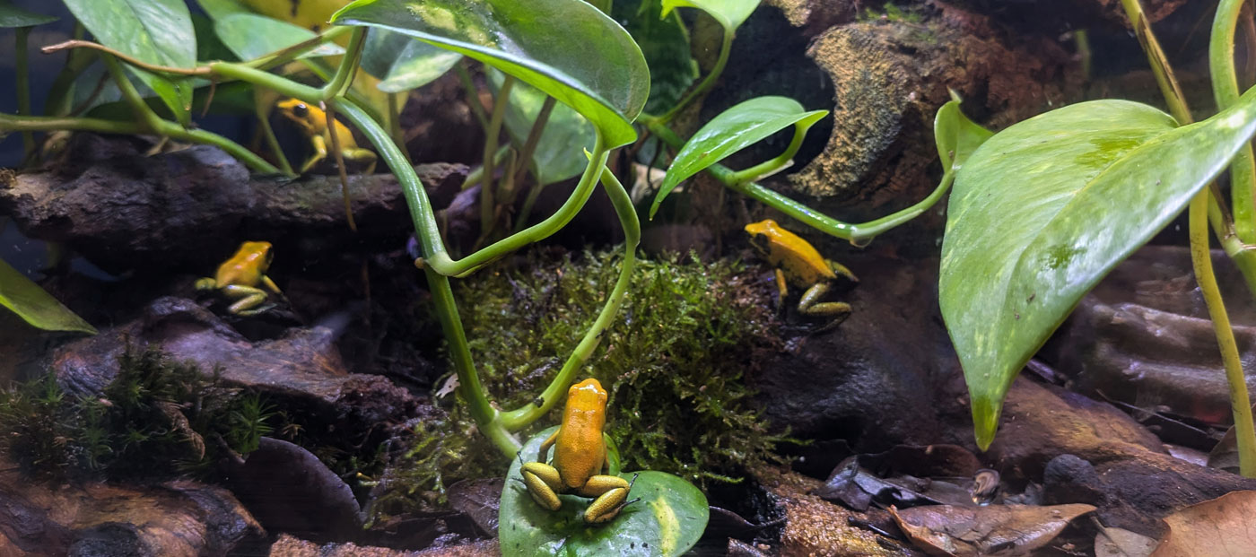 Several yellow dart frogs exploring a lush planted tropical vivarium