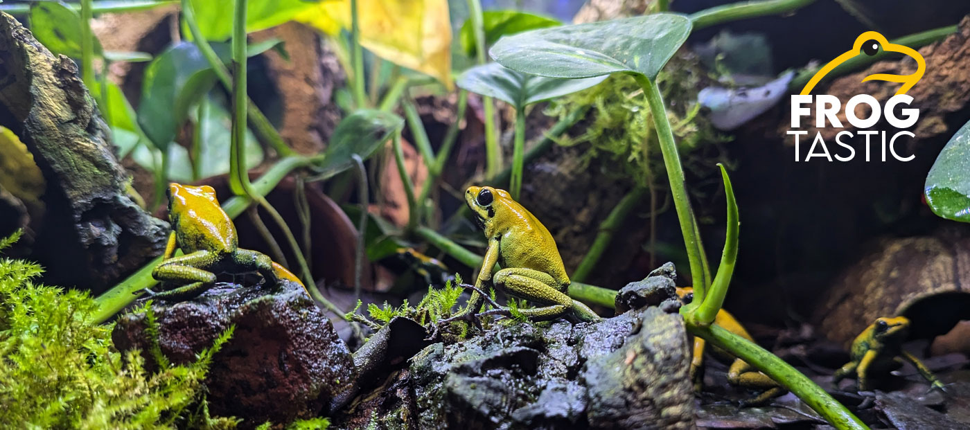 Phyllobates bicolor frogs inside a planted vivarium